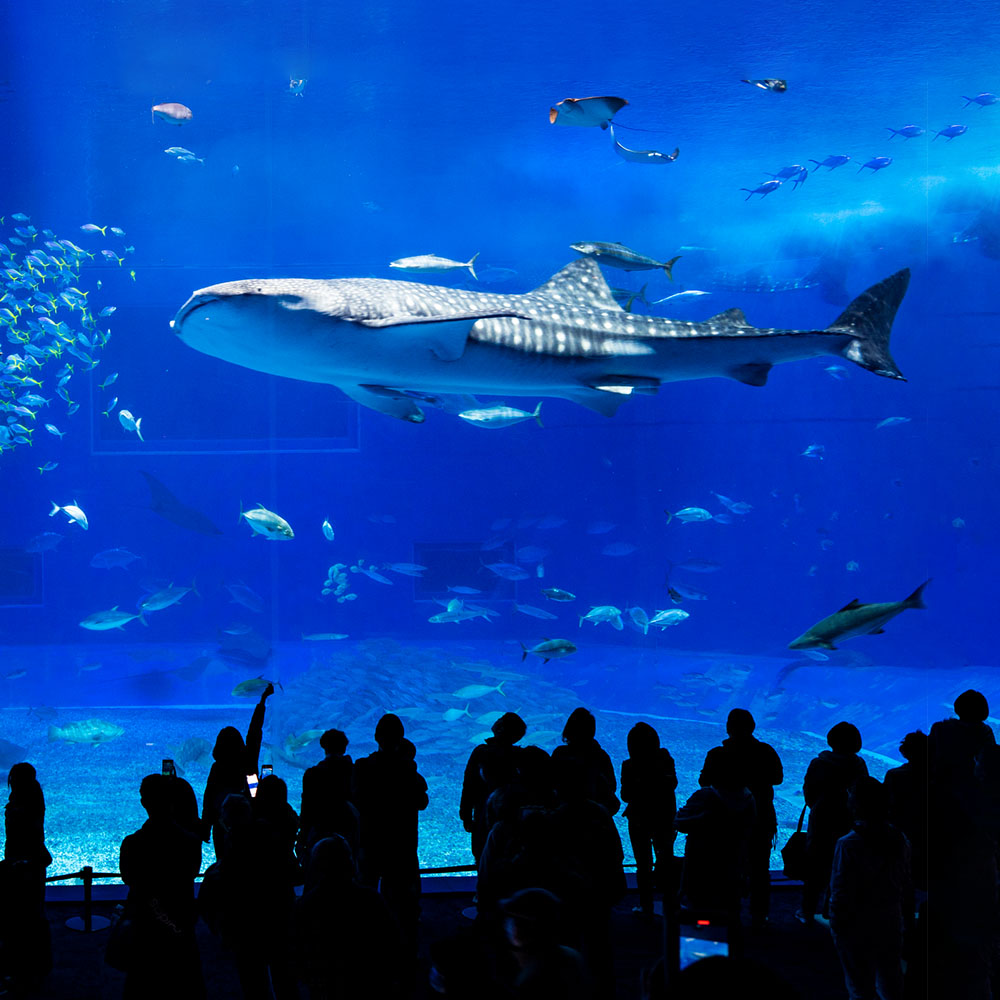 沖縄美ら海水族館